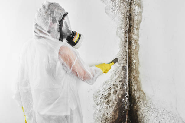Best Industrial Mold Remediation in Millers Creek, NC