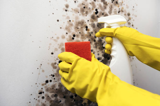 Best Mold Remediation for Specific Building Types in Millers Creek, NC